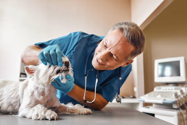  Lexington, IL Emergency Dentist Pros
